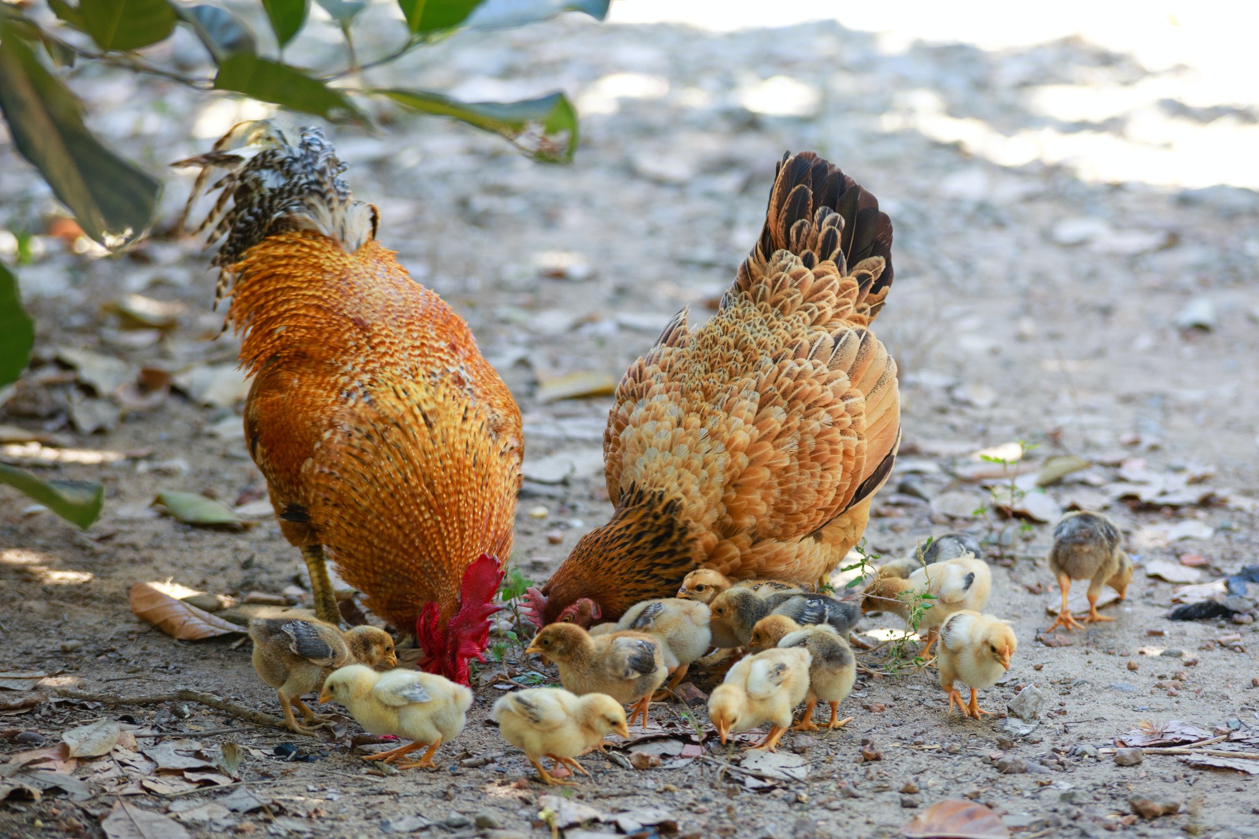 Legal impact for chickens